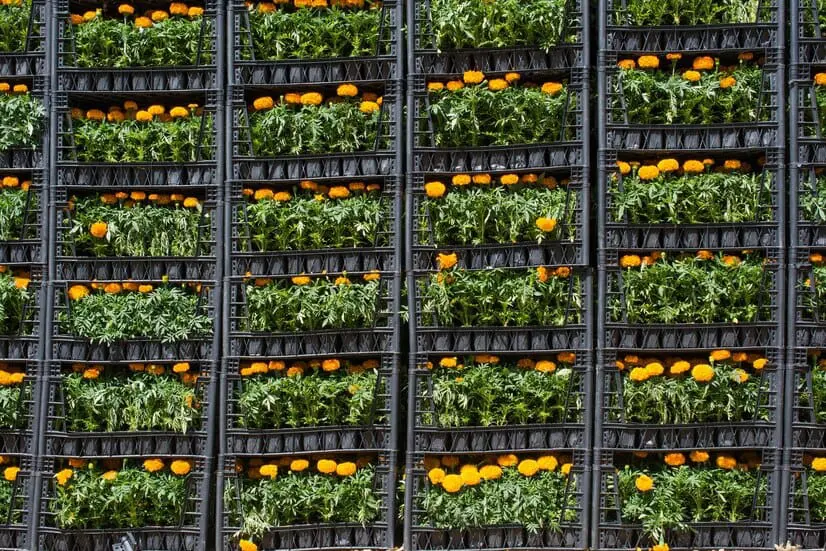 Vertical Garden