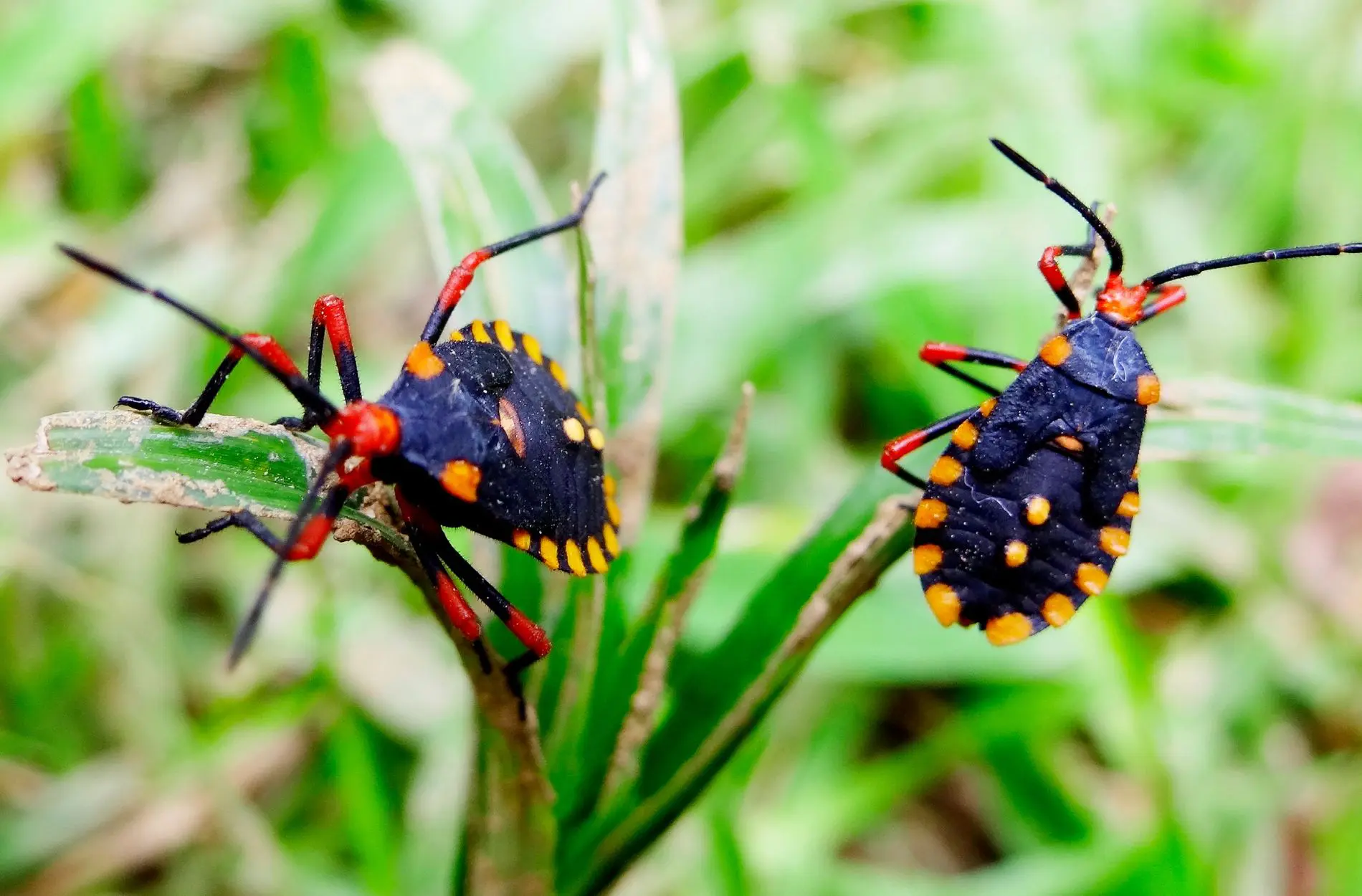 bugs