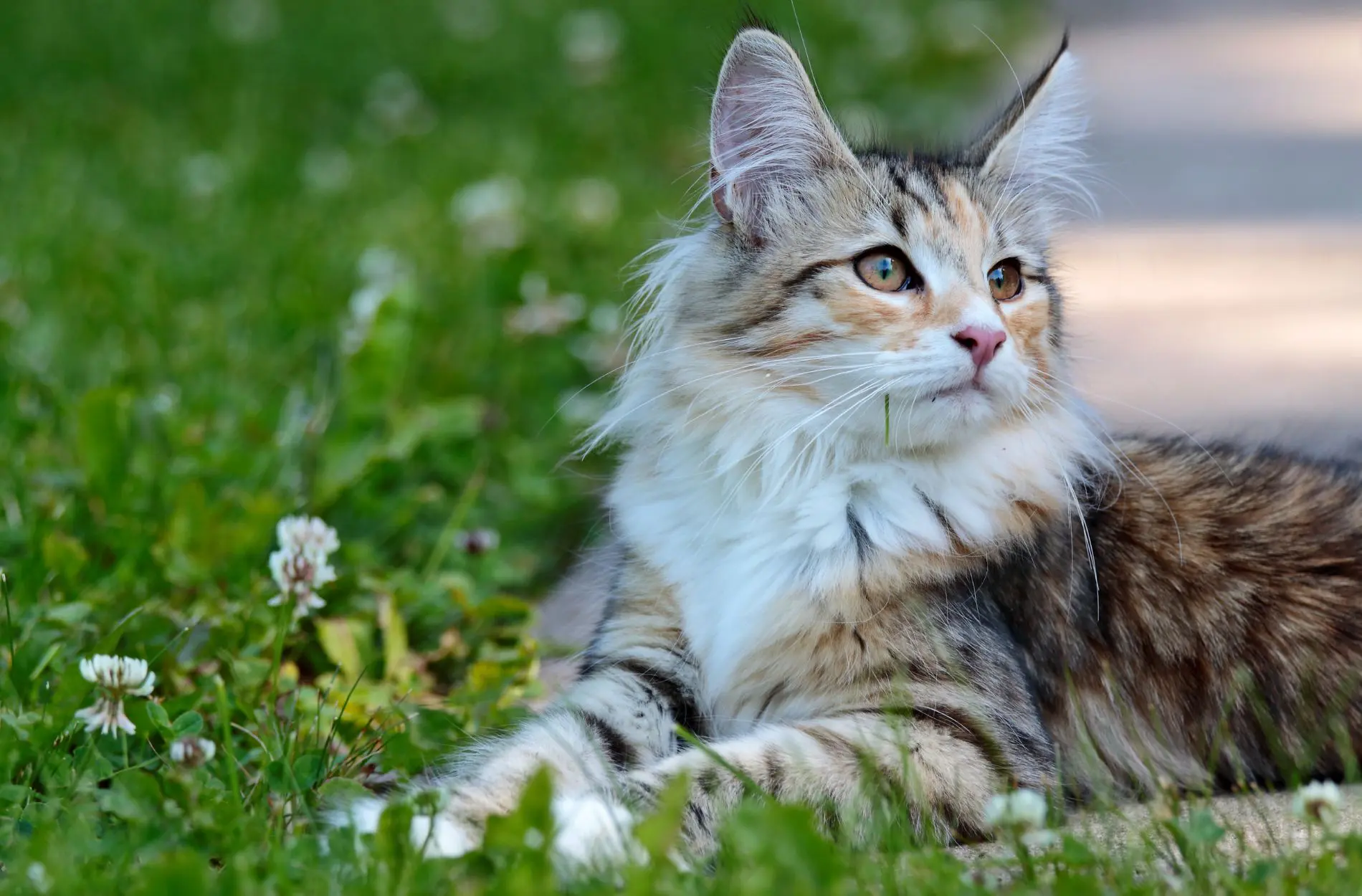 pet-safe landscaping