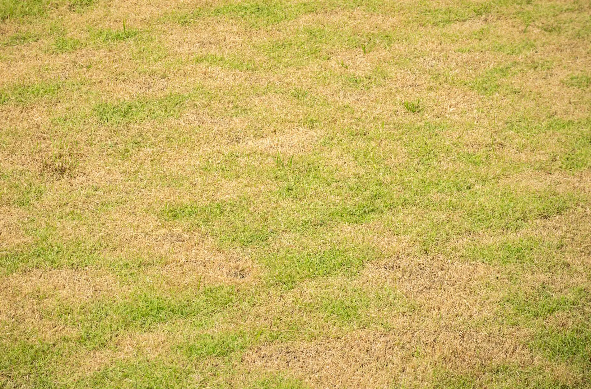 yellow patches