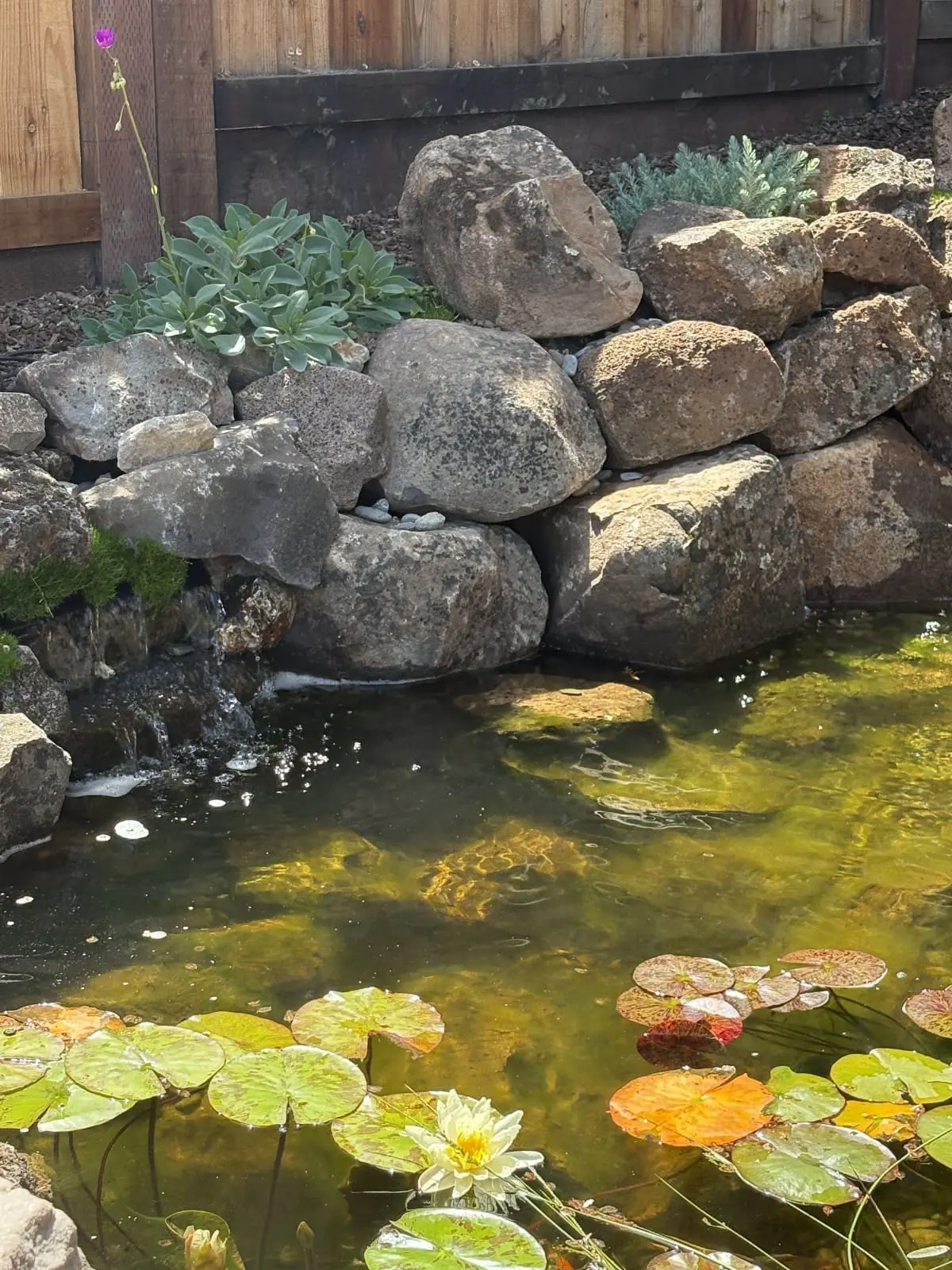 Keystone Yards exterior plumbing and irrigation water feature featuring a stone pond, cascading waterfall, and lily pads in Napa, CA.