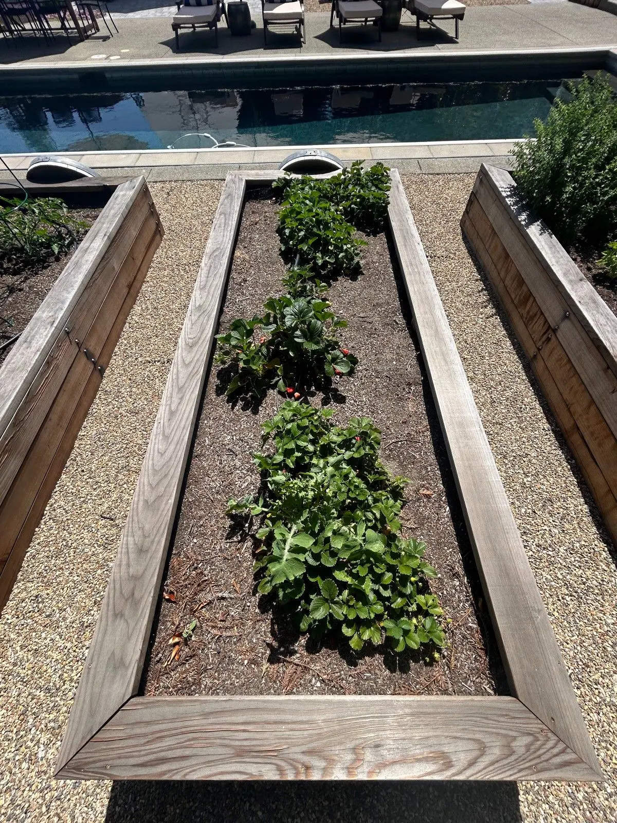 Custom wooden raised garden beds built by Keystone Yards for a backyard landscape project in Napa CA
