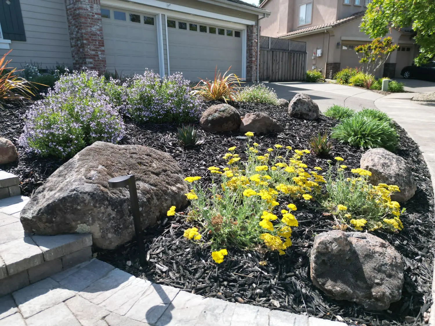 Front yard landscape featuring vibrant yellow wildflowers, natural boulders, and dark mulch beds designed by keystone-yards-rohnert-park-ca