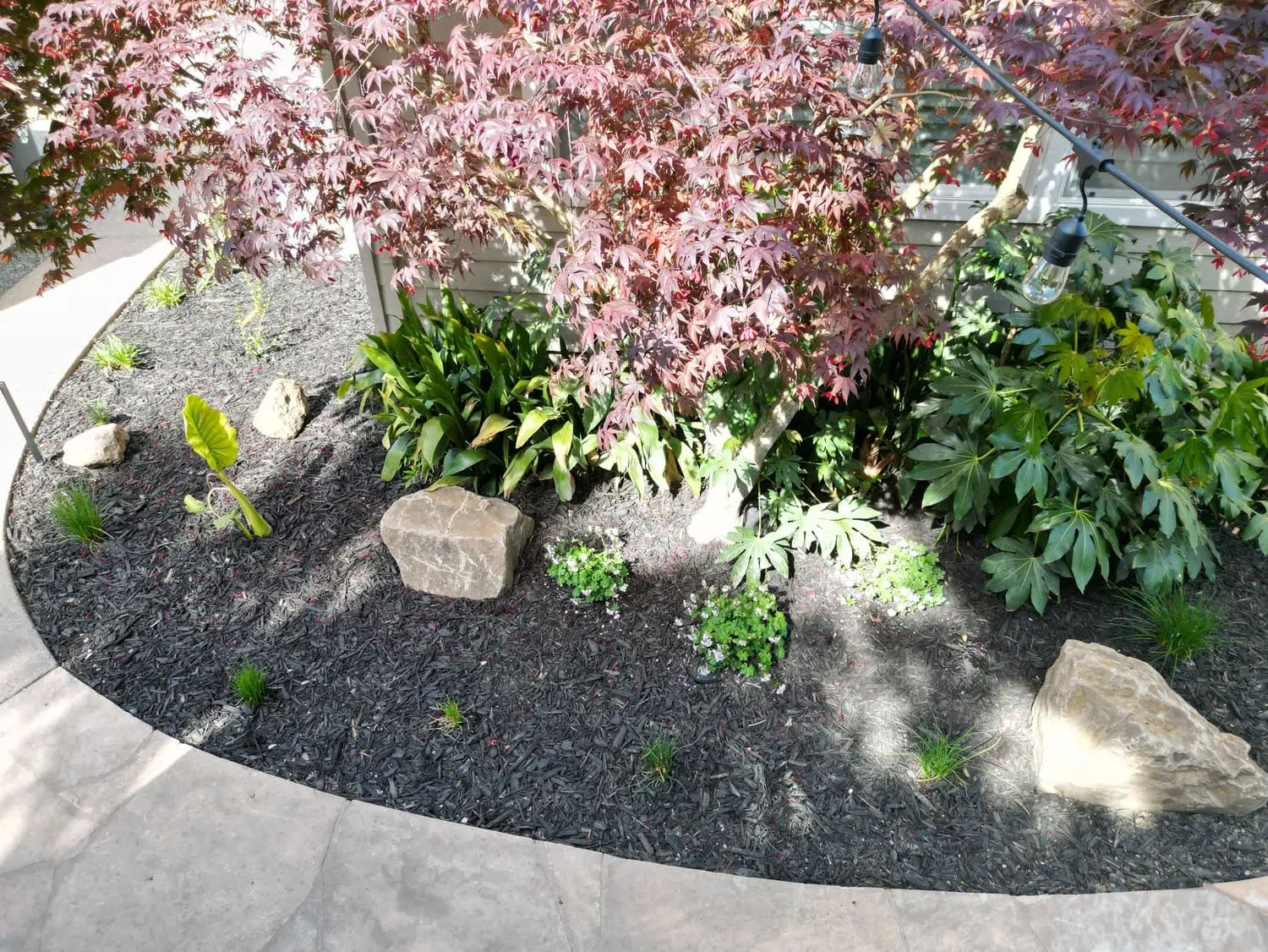 Landscaping project in Yountville, CA featuring dark mulch, decorative boulders, a Japanese maple with red leaves, lush green foliage, string lights, and a stone patio edge.