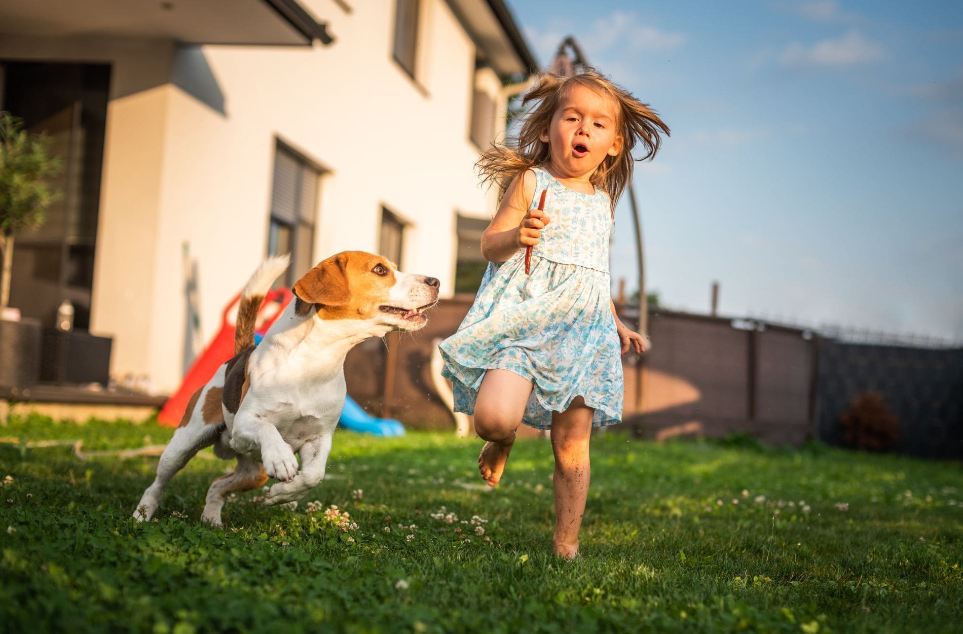 pet-friendly backyard