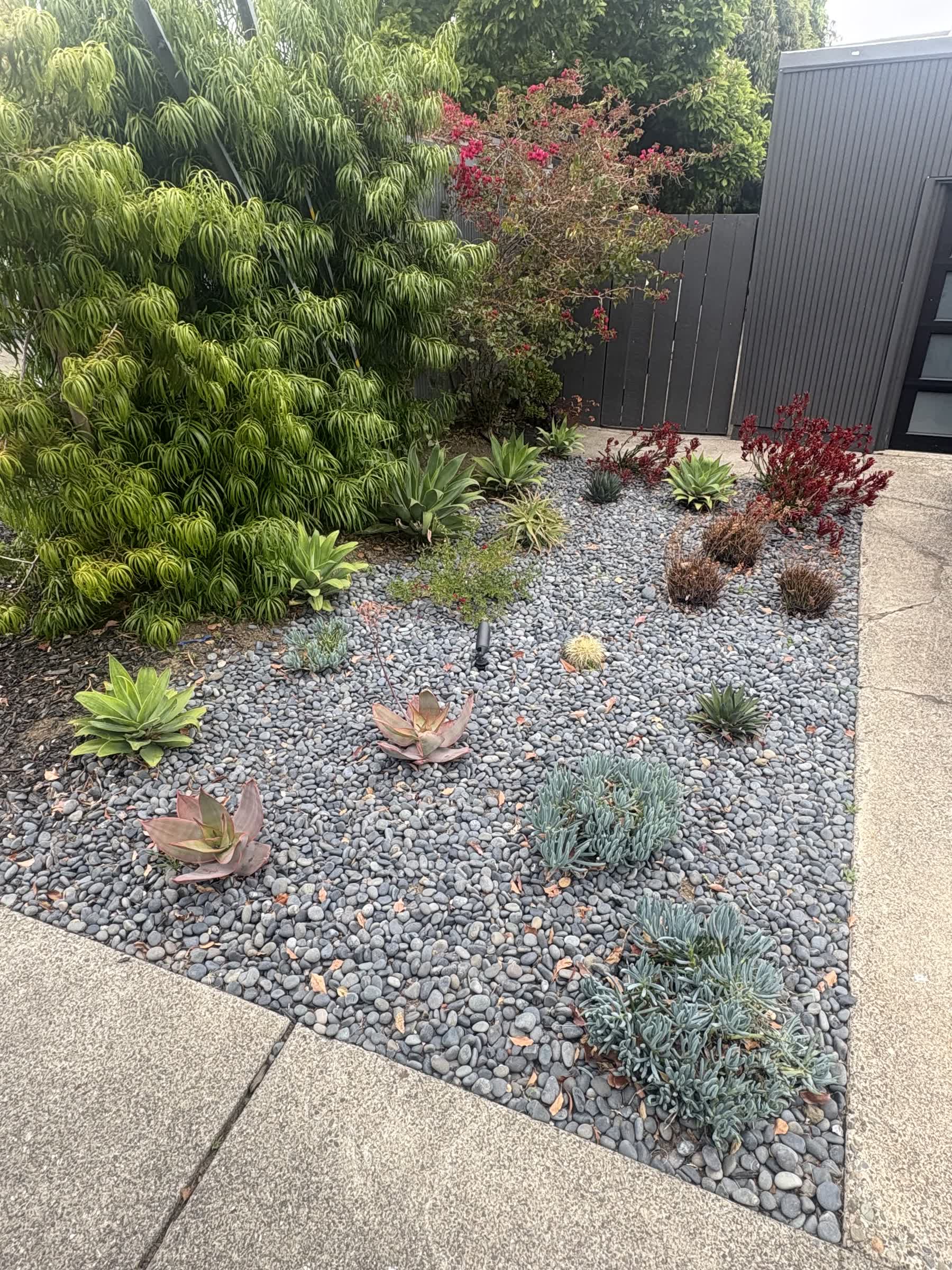 Modern drought-tolerant front yard landscaping design featuring decorative gray gravel, succulent plants, and ornamental trees in Napa, CA.