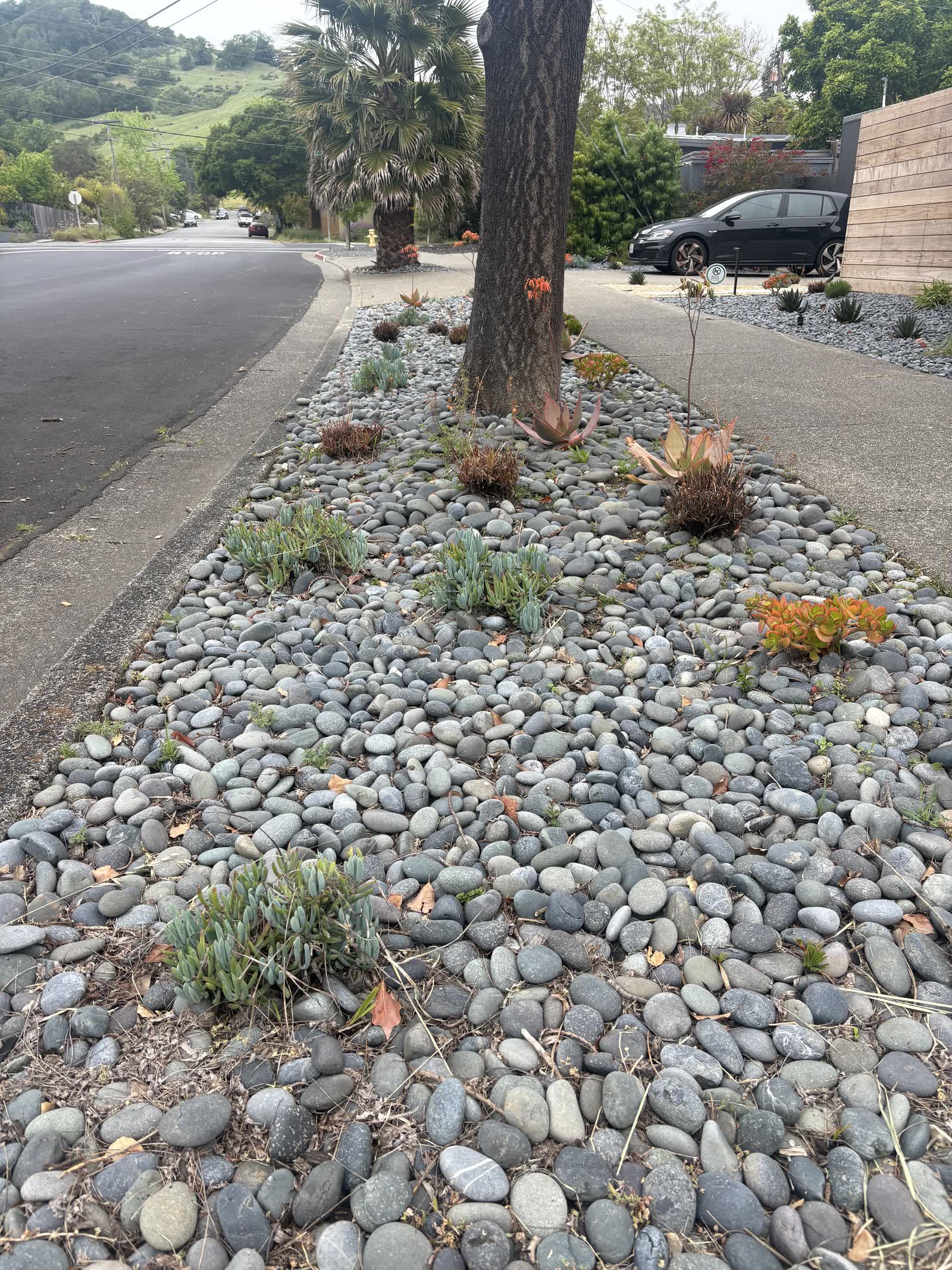 Drought-tolerant rock landscaping featuring river stones and desert plants in a Napa, CA front yard.