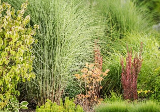 Garden Ornamental Grasses in Landscape Design