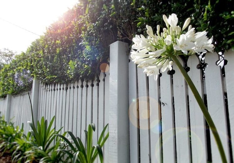 White picket fence with white agapanthus flowers and lush green hedges