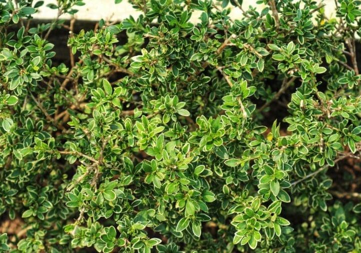 Close-up of variegated manzanita shrub with green and white edged leaves used in California native landscaping