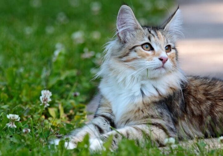 Fluffy long-haired cat resting on a lush green lawn with white clover flowers in a pet-safe garden