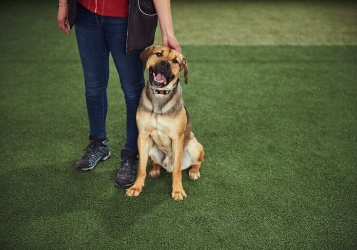 Happy dog sitting on artificial grass beside its owner