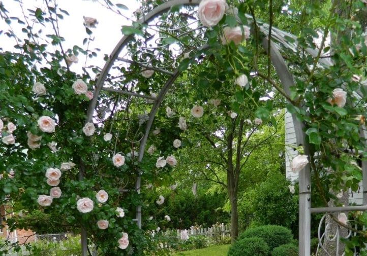 Metal garden arch covered in blooming pink climbing roses with lush green garden backdrop