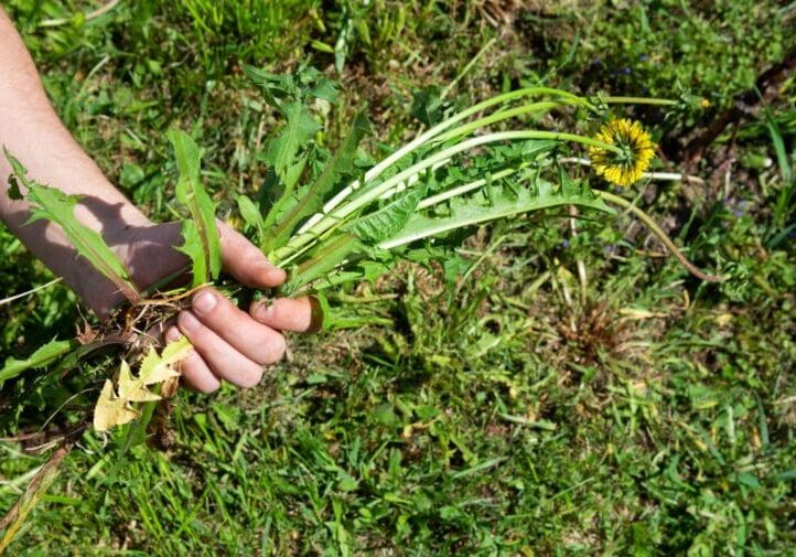 Hand pulling dandelion weeds with roots from a lawn representing professional weed removal and lawn care service