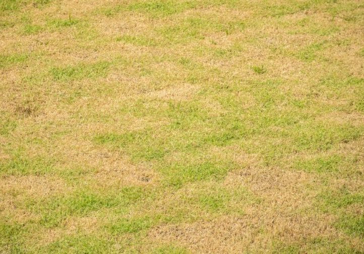 Dry lawn with yellow and brown patches showing signs of grass damage and poor turf health